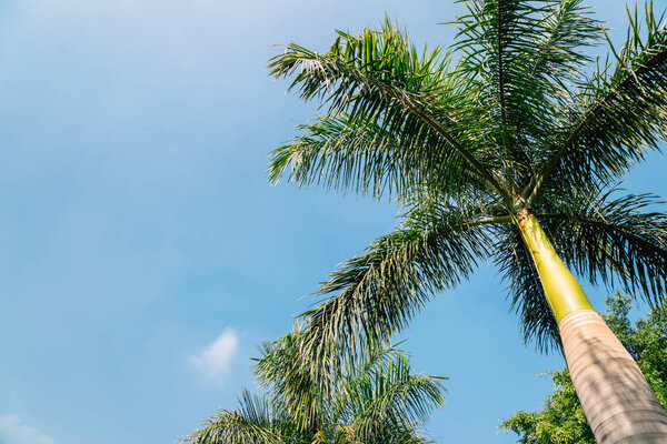 Palm trees at Rajiv Gandhi Park in Udaipur, India