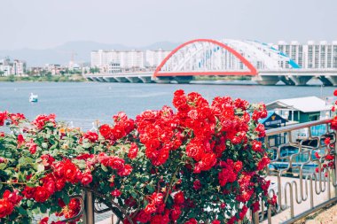 Modern köprü ve daire Chuncheon, Kore nehir kenarında park üzerinde kırmızı çiçekli