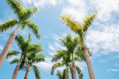 Kaohsiung, Tayvan Central Park'ta palmiye ağaçları