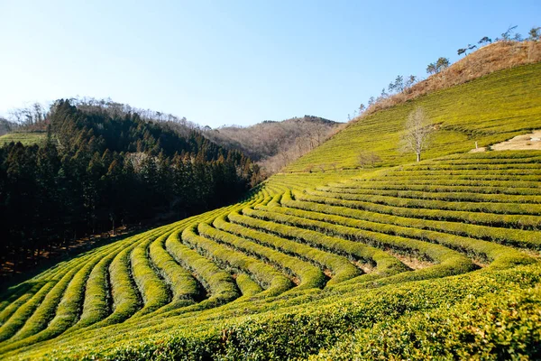 Boseong Green Tea Field Korea — Stock Photo, Image