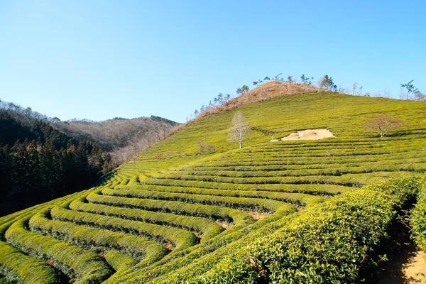 Boseong Green Tea Field Korea — Stock Photo, Image