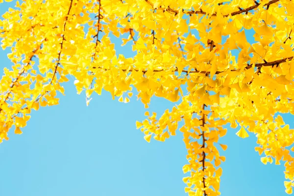 Árvore Ginkgo Amarelo Incheon Grand Park Coréia — Fotografia de Stock