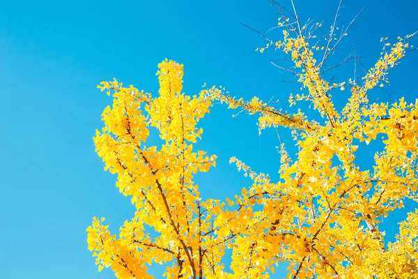 Yellow Ginkgo Tree Incheon Grand Park Korea — Stock Photo, Image