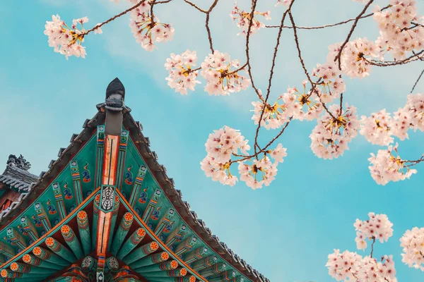 Korean Traditional Wood Eaves Cherry Blossoms — Stok Foto