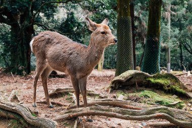 Geyik Nara deer Park, yeşil orman ile Japonya