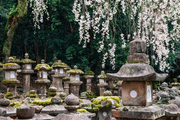 Lanternas Pedra Tradicionais Japonesas Com Flores Cereja Nara Japão — Fotografia de Stock