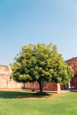 Agra Fort tarihi mimarisi ve büyük yeşil ağaç Agra, Hindistan