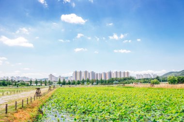 Yeşil lotus alanı ve modern daire içinde Korea