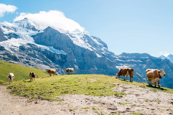 Cows and Swiss Alps mountain at Jungfrau region in Switzerland