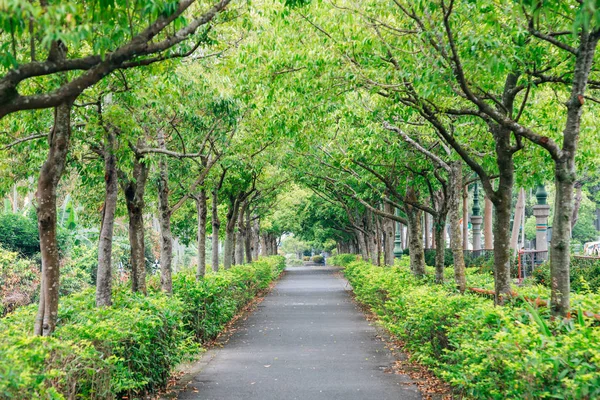 Summer Green Tree Lined Road — Stock Photo, Image