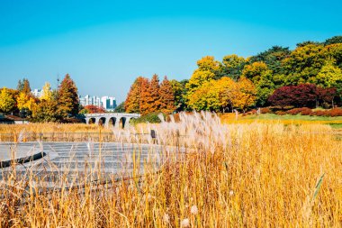 Olimpiyat Parkı, sonbahar akçaağaç ve reed alan Seul, Kore