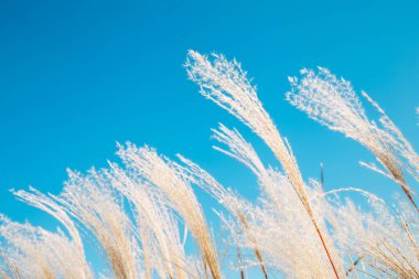 Rüzgarda mavi gökyüzü sonbahar kuru sazlık altında