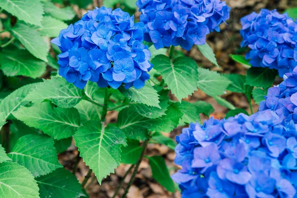 Hydrangea Květinová Zahrada Hakozakigu Hakozaki Svatyně Fukuoka Japonsko — Stock fotografie