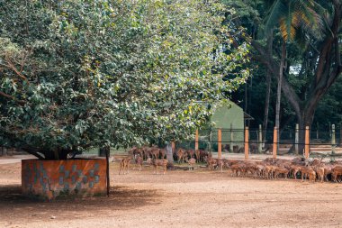 Mysore Hayvanat Bahçesi, Sri Chamarajendra Hayvanat Bahçeleri Mysore, Hindistan