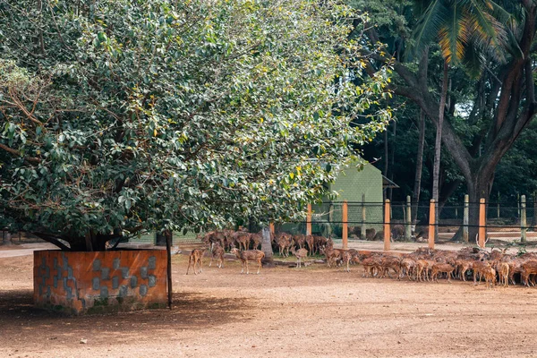 Mysore Hayvanat Bahçesi, Sri Chamarajendra Hayvanat Bahçeleri Mysore, Hindistan