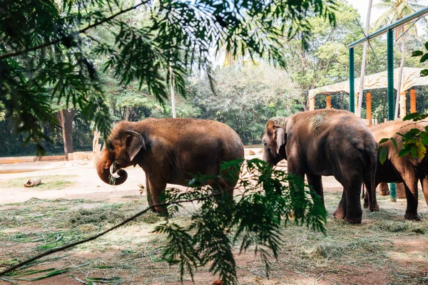 동물원 인도에서 스리랑카 Chamarajendra 동물원 — 스톡 사진