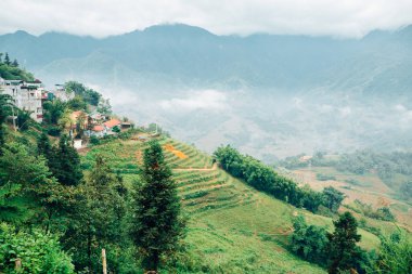 Sapa, Vietnam için pirinç alan Muong Hoa Vadisi Teras.