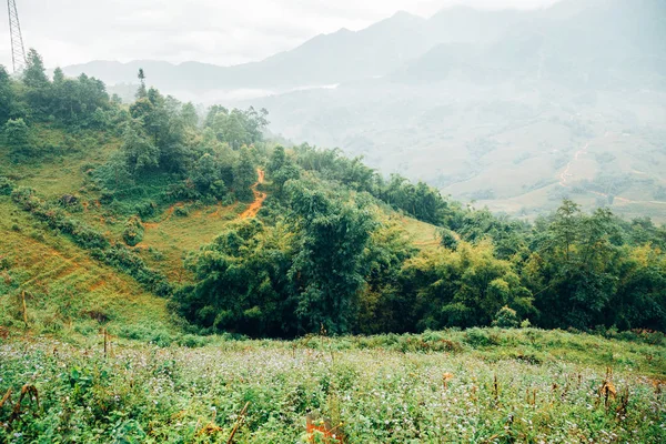 Muong Hoa Valley Flores Silvestres Montaña Sapa Vietnam — Foto de Stock