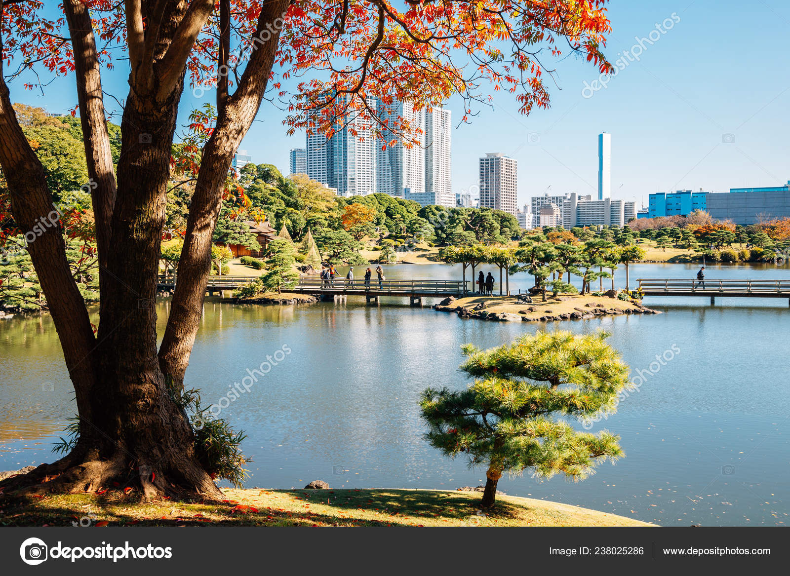 Hamarikyu Gardens Pond Autumn Maple Tokyo Japan Stock Photo Image By C Sangapark Hamarikyu Gardens Pond Autumn Maple Tokyo Japan Stock Photo Image By C Sangapark