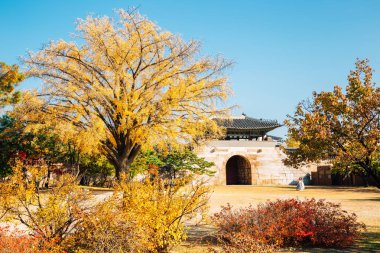 Gyeongbokgung Sarayı ile sonbahar ginkgo ağacı Seul, Kore