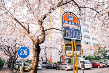 Busan, Kore - 2 Nisan 2016: Namcheon-dong kiraz çiçekleri yol