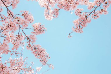 Mavi gökyüzü arka plan ile kiraz çiçekleri