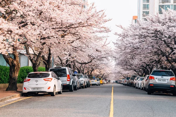 Busan Korea April 2016 Namcheon Dong Kirschblütenstraße — Stockfoto