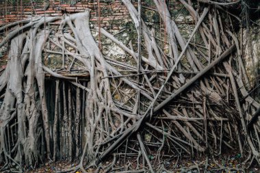 Anping ağaç evi, tarihi mimari Tainan, Tayvan