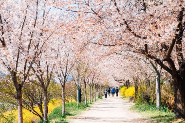 Dongchon riverside park, Cherry blossom festival in Daegu, Korea