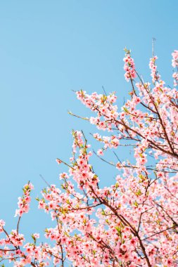 Mavi gökyüzü ile pembe kiraz çiçekleri