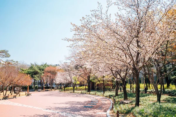 Route des fleurs de cerisier rose au parc commémoratif Gukchae-bosang à Daegu, Corée — Photo