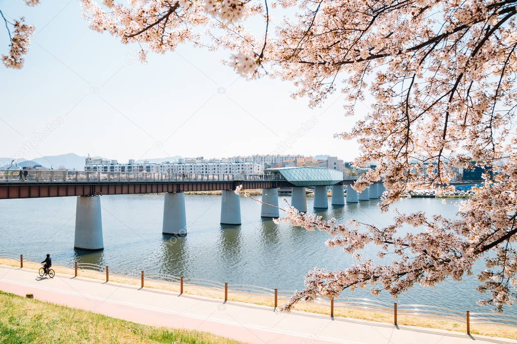 Dongchon riverside park, Cherry blossoms and bridge in Daegu, Korea