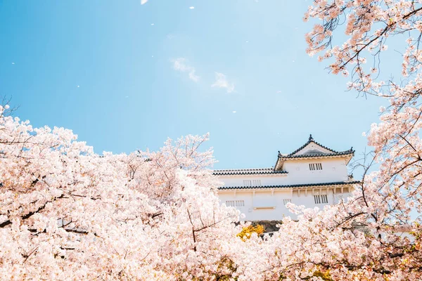 Himeji Château avec des fleurs de cerisier de printemps au Japon — Photo