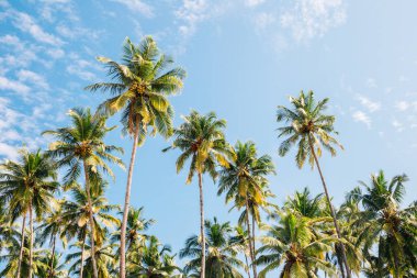 Palmiye ağaçları altında mavi gökyüzü Palolem Beach'te, Goa, Hindistan