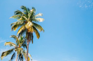 Palmiye ağaçları altında mavi gökyüzü Palolem Beach'te, Goa, Hindistan