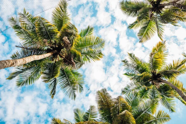 Palmen unter blauem Himmel am Strand von Palolem, Goa, Indien — Stockfoto