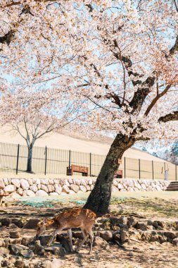 Nara'daki Wakakusa dağındaki geyik ve kiraz çiçekleri, Japonya