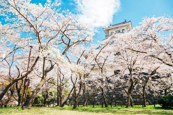 Burg Nagahama mit Kirschblüten in Shiga, Japan — Stockfoto