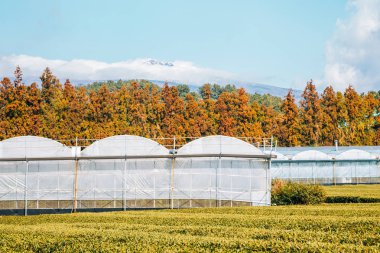 Jeju Adası'nda yeşil çay alanı ve Snowy Hallasan dağı, Kore