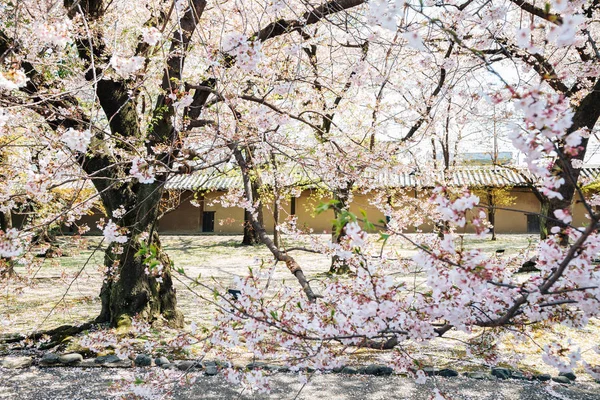 Cherry Blossoms in Toji-tempel in Kyoto, Japan — Stockfoto