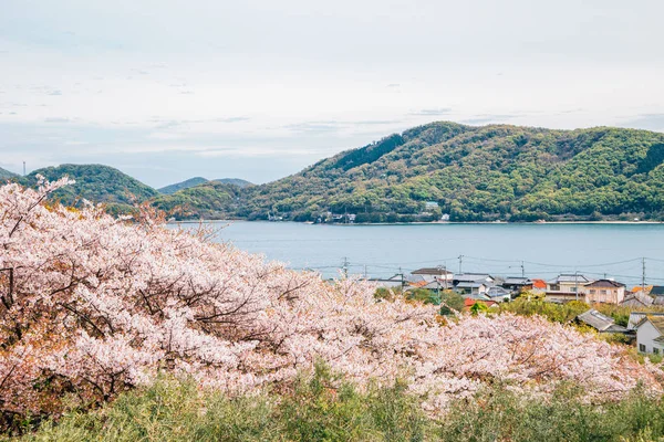 Pink cherry blossoms and seaside village at Shodoshima Olive park in Shikoku, Japan