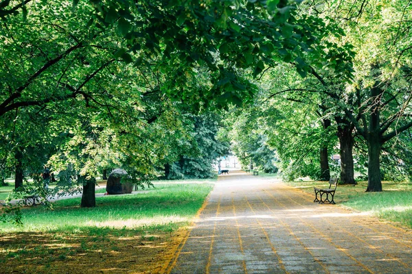 Fresh green trees tunnel park in Warsaw, Poland — Stock Photo, Image