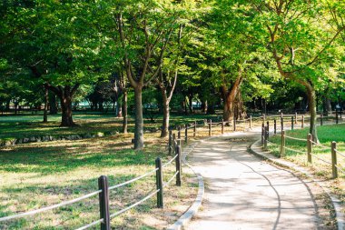 Kore'de Gyeongju Gyerim'de yeşil orman yolu