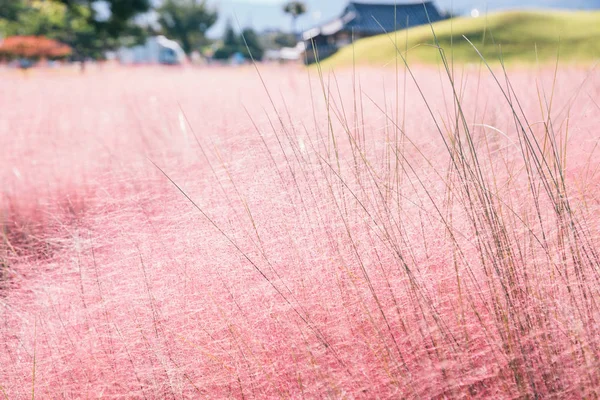 慶州、韓国でピンクのミューリー草フィールド — ストック写真