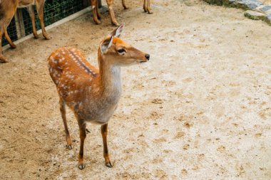 Seul, Kore - 26 Ekim 2016: Çocuk Grand Park Hayvanat Bahçesinde Geyik