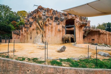 Seul, Kore - 26 Ekim 2016: Çocuk Grand Park Hayvanat Bahçesinde Fil