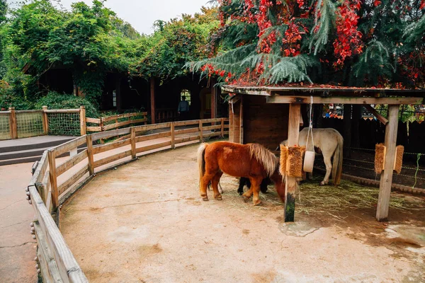 Seul, Coréia - 26 de outubro de 2016: Burro no jardim zoológico Children 's Grand Park no outono — Fotografia de Stock