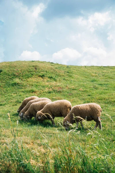 Ovelhas no campo de grama no Castelo de Devin, na Eslováquia — Fotografia de Stock