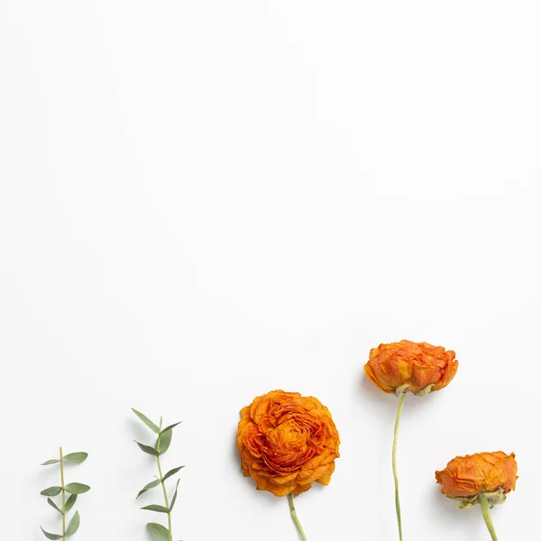 Dry Orange Ranunculus Flowers Eucalyptus Leaves White Background Floral Composition — Stock Photo, Image