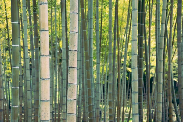 Bosque Bambú Fondo Natural Expo Parque Conmemorativo Osaka Japón —  Fotos de Stock